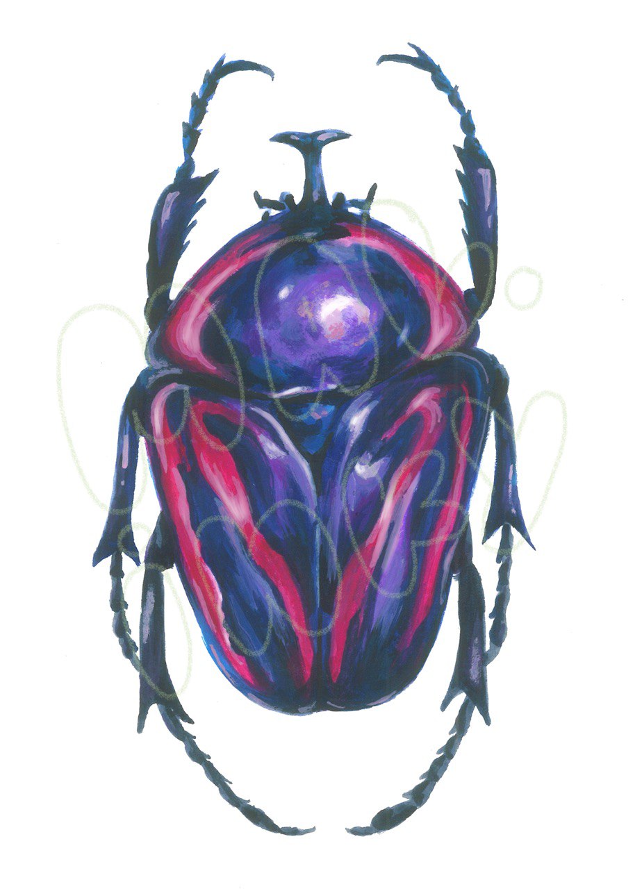 Pride Beetle Print - 5x7