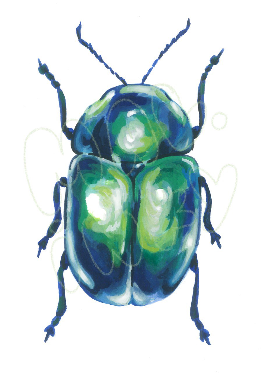 Pride Beetle Print - 5x7