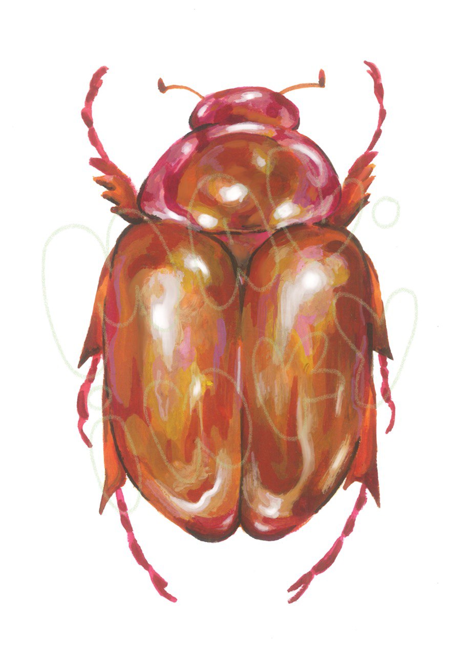 Pride Beetle Print - 5x7
